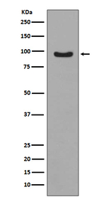 Phospho-FOXO3A (Ser253) Antibody in Western Blot (WB)