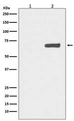 Phospho-YAP1 (Ser127) Antibody in Western Blot (WB)
