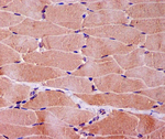 Myoglobin Recombinant Rabbit Monoclonal Antibody (K01_4S35)