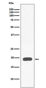 Myoglobin Antibody in Western Blot (WB)