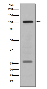 PMEL Antibody in Western Blot (WB)