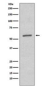 SGK1 Antibody in Western Blot (WB)
