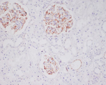 Tryptase Recombinant Rabbit Monoclonal Antibody (K01_4S48)