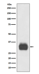 Tryptase Antibody in Western Blot (WB)