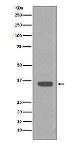 APOE Antibody in Western Blot (WB)