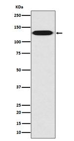 MYLK Antibody in Western Blot (WB)