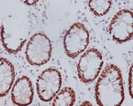 CDX2 Recombinant Rabbit Monoclonal Antibody (K01_4S55)