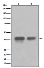 CDX2 Antibody in Western Blot (WB)