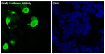 Firefly luciferase Recombinant Rabbit Monoclonal Antibody (K01_4S68)