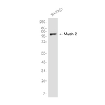 MUC2 Recombinant Rabbit Monoclonal Antibody (K01_4S82)