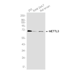 METTL3 Recombinant Rabbit Monoclonal Antibody (K01_4S85)