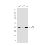 ILF2 Recombinant Rabbit Monoclonal Antibody (K01_4S89)