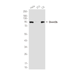 DNMT3B Antibody in Western Blot (WB)