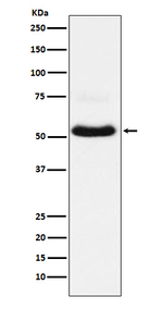 VGLUT1 Recombinant Rabbit Monoclonal Antibody (K01_4T08)