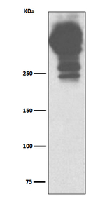 MUC5AC Recombinant Rabbit Monoclonal Antibody (K01_4T13)
