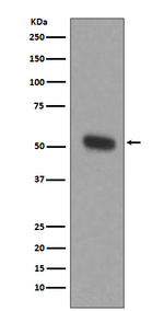 TPH1 Recombinant Rabbit Monoclonal Antibody (K01_4T19)