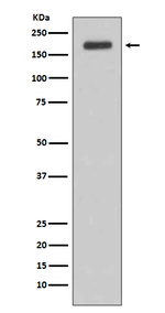ErbB3 Recombinant Rabbit Monoclonal Antibody (K01_4T20)