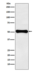 GluD1 Recombinant Rabbit Monoclonal Antibody (K01_4T23)