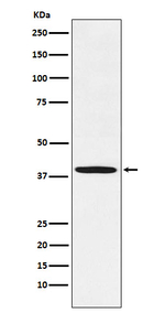 FBXO32 Recombinant Rabbit Monoclonal Antibody (K01_4T24)
