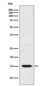 CXCL11 Recombinant Rabbit Monoclonal Antibody (K01_4T27)