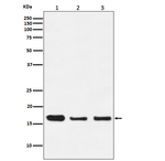 HES5 Recombinant Rabbit Monoclonal Antibody (K01_4T32)