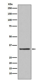 ORAI1 Recombinant Rabbit Monoclonal Antibody (K01_4T40)