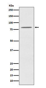 OPA1 Recombinant Rabbit Monoclonal Antibody (K01_4T41)
