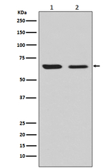 CRMP2 Recombinant Rabbit Monoclonal Antibody (K01_4T43)