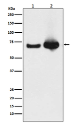 HSPA9 Recombinant Rabbit Monoclonal Antibody (K01_4T44)