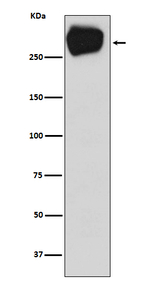 MRP1 Recombinant Rabbit Monoclonal Antibody (K01_4T49)