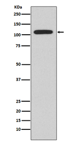 NFATC1 Recombinant Rabbit Monoclonal Antibody (K01_4T51)