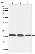 RAC1/RAC2/RAC3 Recombinant Rabbit Monoclonal Antibody (K01_4T53)