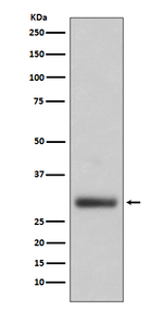 Neutrophil elastase Recombinant Rabbit Monoclonal Antibody (K01_4T66)