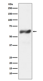 c-Fos Recombinant Rabbit Monoclonal Antibody (K01_4T69)