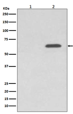 Phospho-AMPK alpha-2 (Ser345) Recombinant Rabbit Monoclonal Antibody (K01_4T74)
