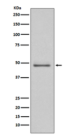 MEK5 Antibody in Western Blot (WB)
