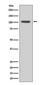 GluR1 Recombinant Rabbit Monoclonal Antibody (K01_4T79)