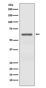 Phospho-AMPK alpha-2 (Thr172) Recombinant Rabbit Monoclonal Antibody (K01_4T83)