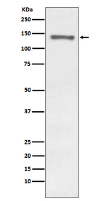 Raptor Recombinant Rabbit Monoclonal Antibody (K01_4T84)