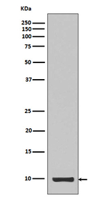 IGF1 Recombinant Rabbit Monoclonal Antibody (K01_4T89)