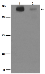 Tenascin C Recombinant Rabbit Monoclonal Antibody (K01_4T93)