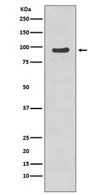 Phospho-NBS1 (Ser343) Antibody in Western Blot (WB)