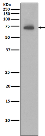cIAP2 Recombinant Rabbit Monoclonal Antibody (K01_4T98)