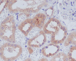 AMPK alpha-1 Antibody in Immunohistochemistry (Paraffin) (IHC (P))