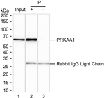 AMPK alpha-1 Antibody in Immunoprecipitation (IP)