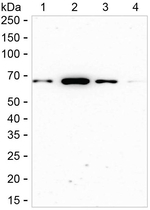 AMPK alpha-1 Antibody in Western Blot (WB)