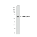 AMPK alpha-1 Antibody in Western Blot (WB)