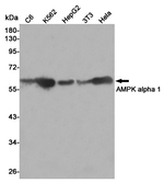 AMPK alpha-1 Antibody in Western Blot (WB)