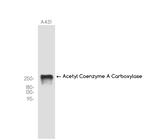 ACACA/ACACB Antibody in Western Blot (WB)