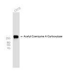 ACACA/ACACB Antibody in Western Blot (WB)